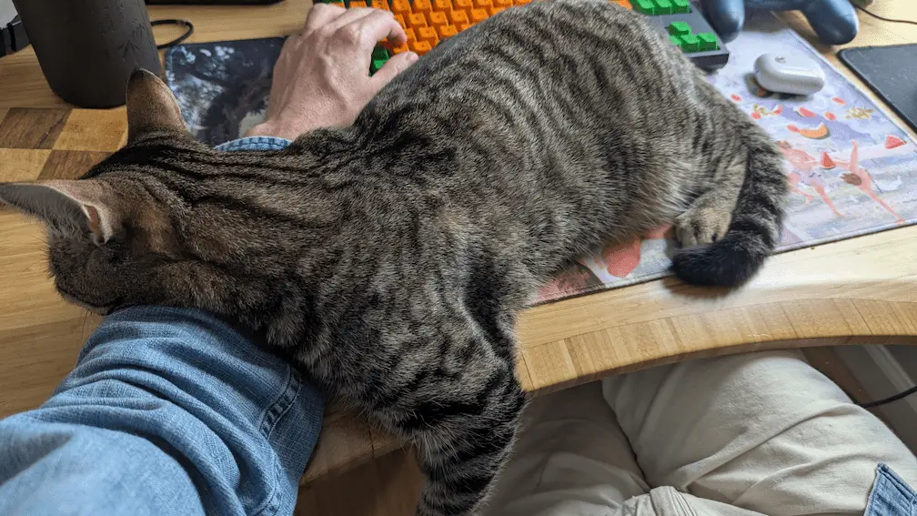 I'm seated in front of my computer keyboard with a brown tabby cat (Artie) asleep on top of my left arm, completely blocking me from the keyboard.
