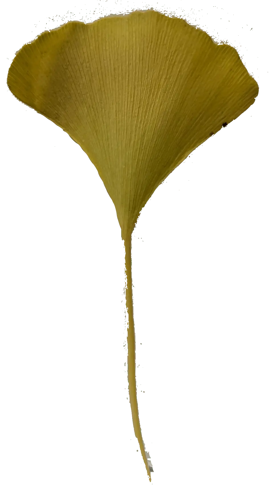 A yellow ginko leaf, pulsing to the beat of the music.