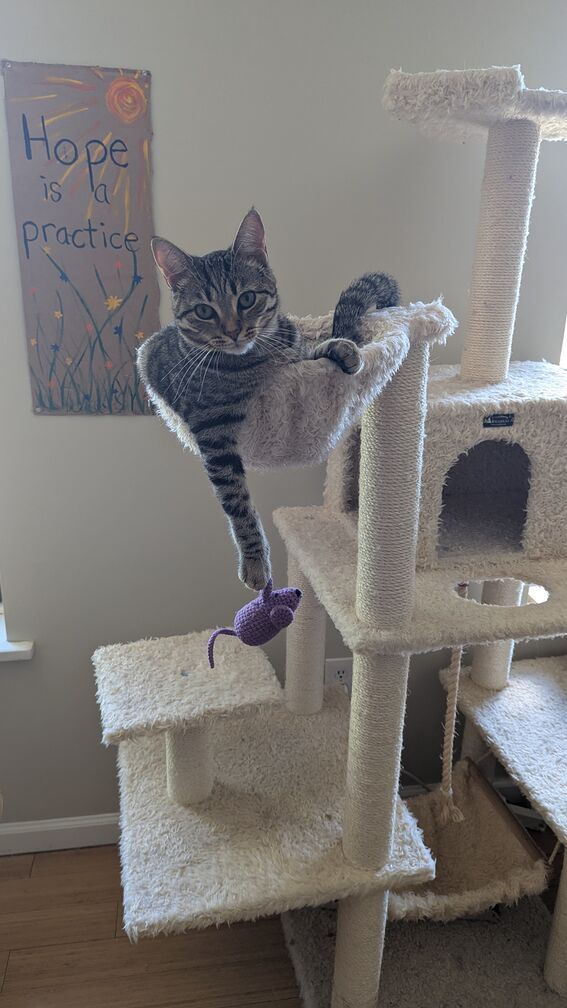 Artie the cat, lounging in a cat tree with a fabric mouse toy clawed in her paw. A cardboard protest sign with the words 'Hope is a practice' is hanging up on the wall behind her. click for full resolution.