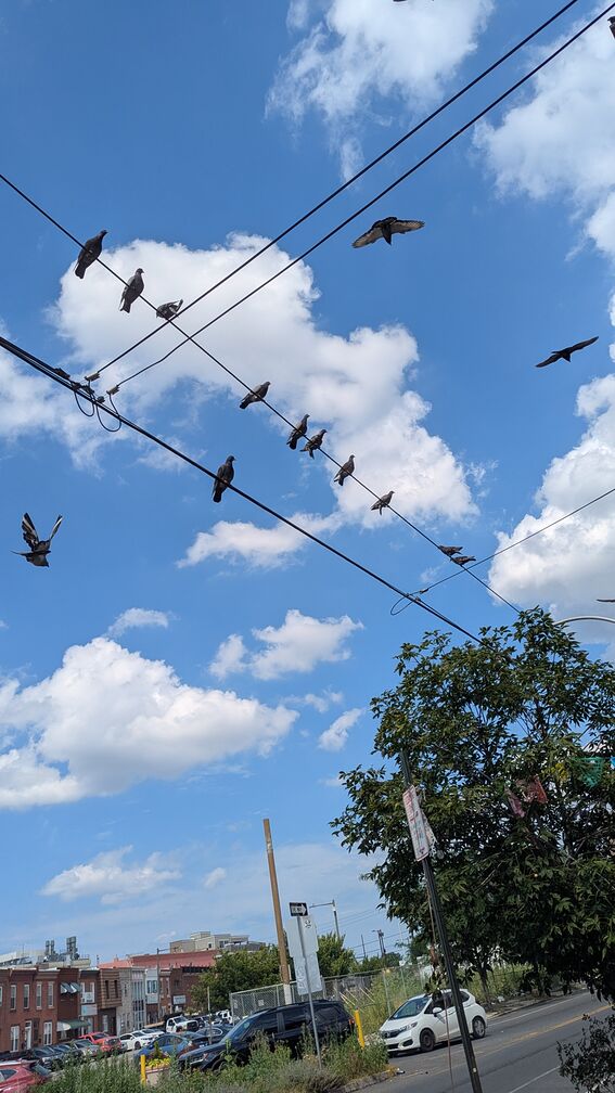 A bunch of pidgeons sitting on and flying between a grid of power lines. A blue sky shines above. click for full resolution.