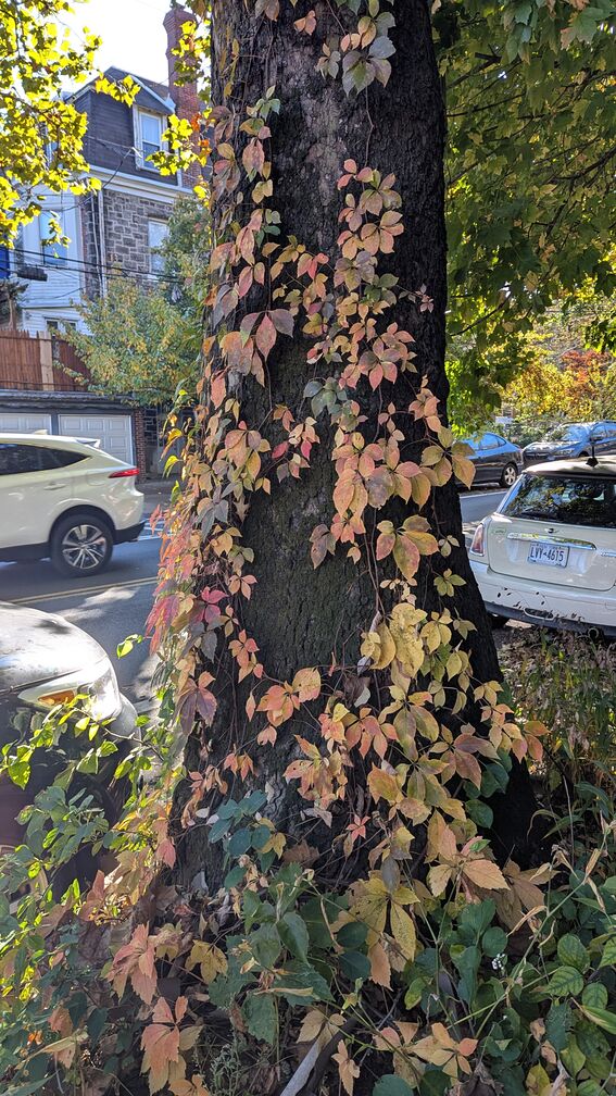 A bunch of red leaves growing up a large tree trunk click for full resolution.