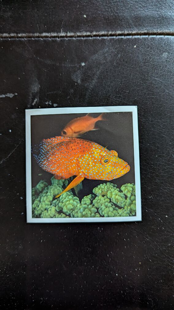 A sticker with a picture of an orange deep-sea fish click for full resolution.