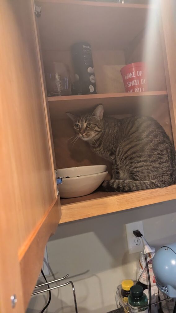 Artie the cat, sheepishly sitting in a cupboard that's a little too small for her. click for full resolution.
