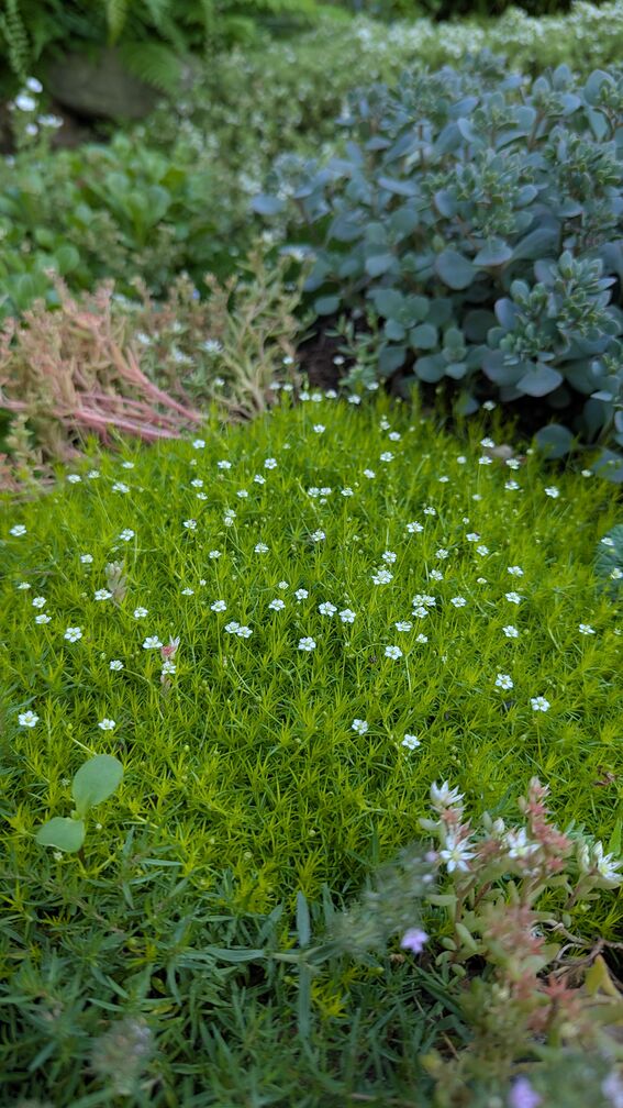 A close-up shot of somebody's garden that has many kinds of moss and succulents next to each other. The moss in the foreground is flowering, with little white flowers poking out of the green moss. click for full resolution.