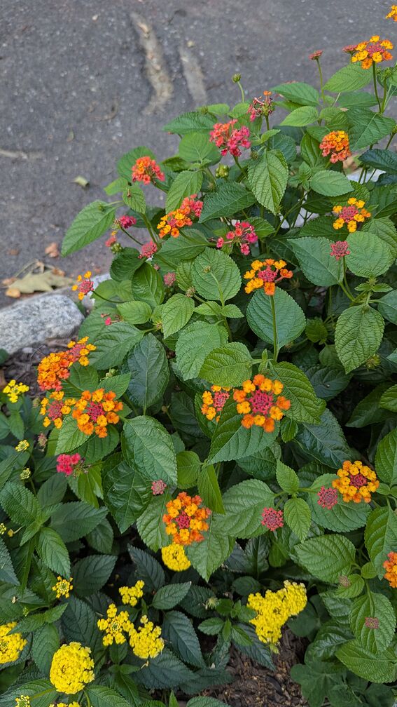 Pretty red yellow flowers from someone's sidewalk garden. I don't know what these are called! click for full resolution.