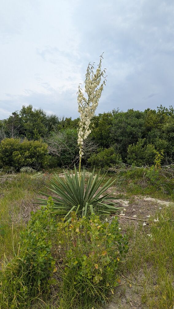 a tall stalk of some sort of yucca plant, growing out of sandy soil by the beach click for full resolution.