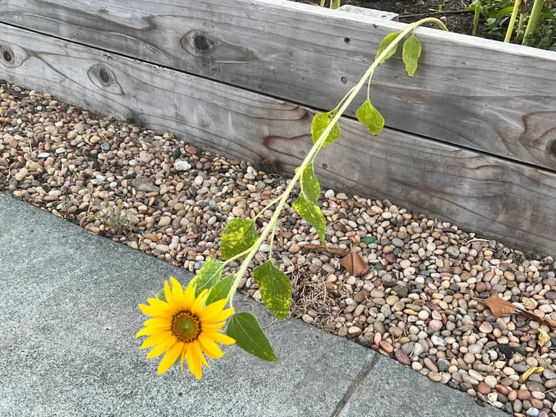 a sunflower reaching over a low garden wall to the sidewalk next to it