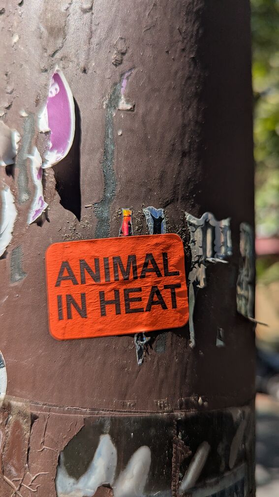a red sticker that reads: Animal in Heat click for full resolution.